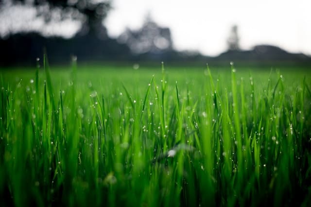 Grass when to mow your lawn