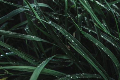 water drops on grass water drops on grass e1615265306617