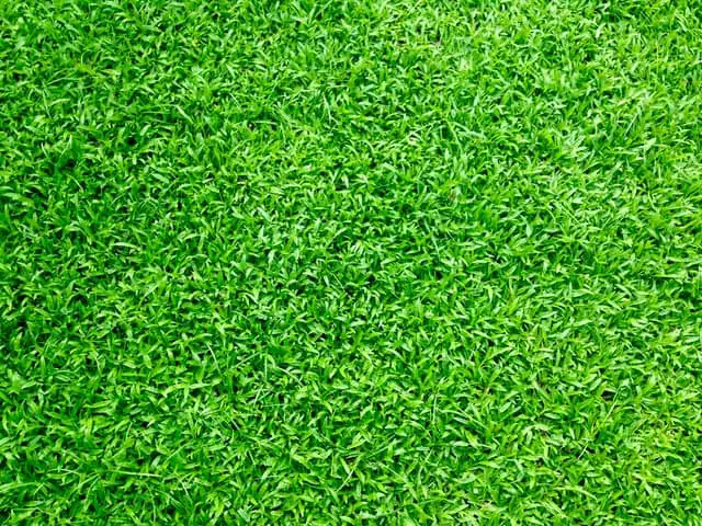 mowed lawn benefits of mowing lawn